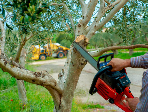 Best Emergency Tree Service  in Weidman, MI